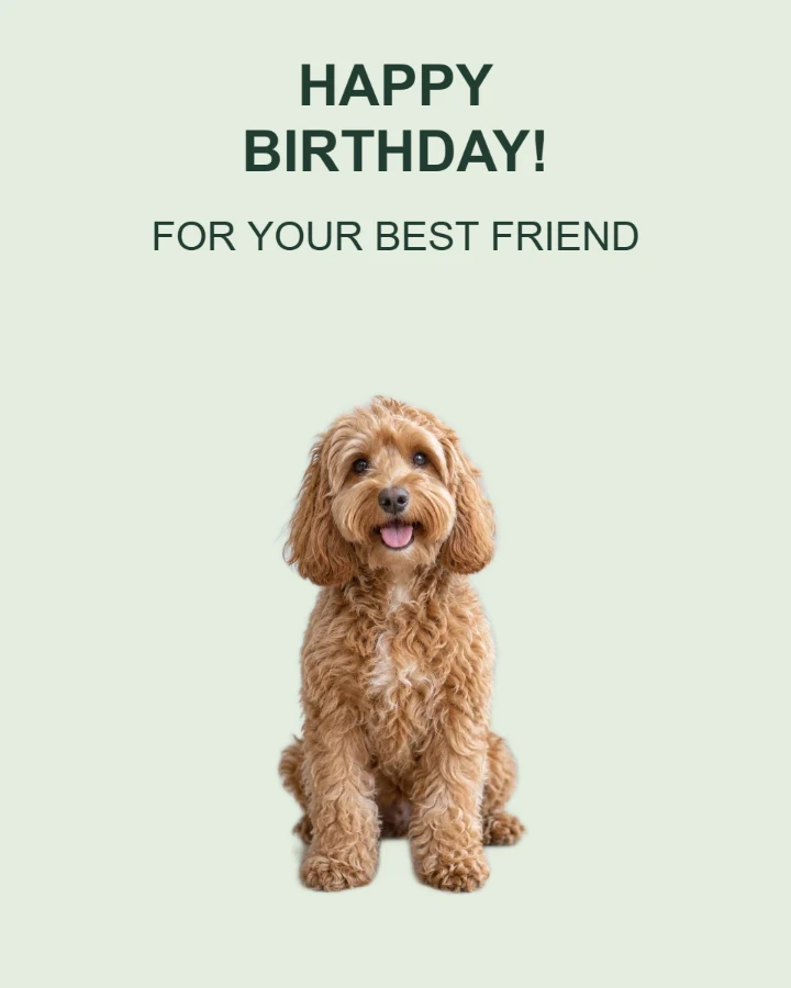 Spotlight Pet birthday card layout