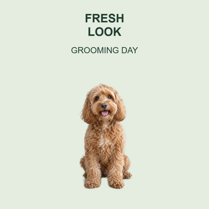 Spotlight Grooming update layout
